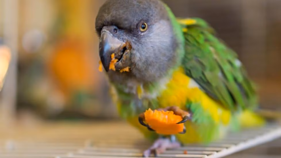 A Bird Eating at the Camera
